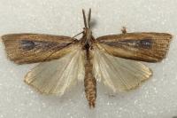 Chilo phragmitellus