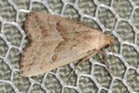 Hypenodes humidalis