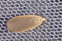 Collita griseola