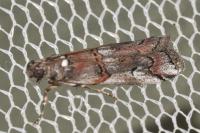 Pempelia palumbella