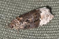 Apotomis betuletana