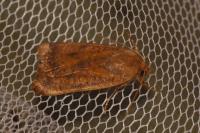 Noctua interjecta