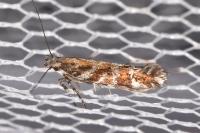 Aristotelia ericinella