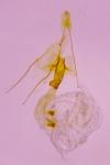 Sorhagenia janiszewskae