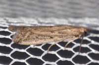 Phycitodes inquinatella