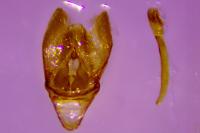 Phycitodes inquinatella