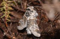 Furcula furcula