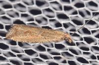 Bactra lancealana