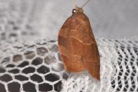 Pandemis heparana