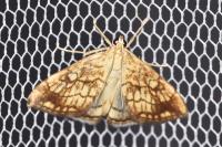 Evergestis pallidata