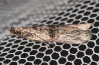 Nephopterix angustella