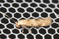 Mompha epilobiella