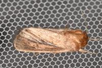 Sesamia nonagrioides