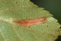 Phyllonorycter ulmifoliella