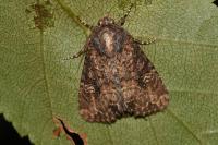 Mesapamea secalella