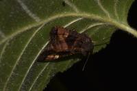 Euplexia lucipara