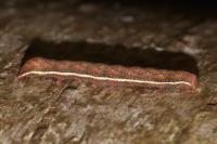 Lacanobia