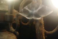 Dysgonia algira