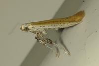Aspilapteryx tringipennella
