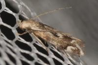 Elachista utonella