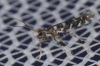 Parectopa ononidis