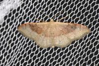 Idaea degeneraria