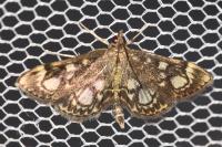 Anania coronata