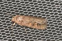 Spodoptera exigua
