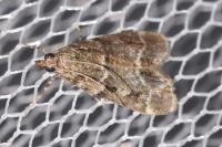 Eudonia mercurella