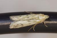 Phycitodes