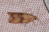 Celypha striana