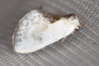 Cilix glaucata