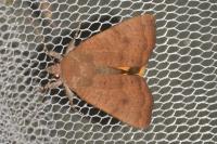 Noctua interjecta