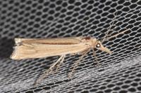 Ancylolomia tentaculella