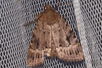 Amphipyra pyramidea