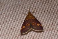 Pyrausta aurata