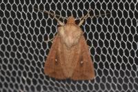 Mythimna ferrago