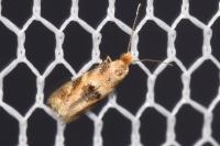 Bucculatrix ulmella