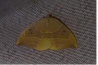 Watsonalla binaria