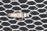 Paraswammerdamia albicapitella