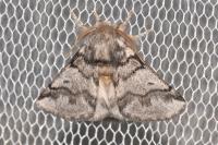 Thaumetopoea processionea