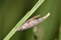 Coleophora calycotomella