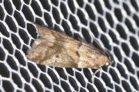 Acrobasis consociella