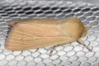 Mythimna pallens