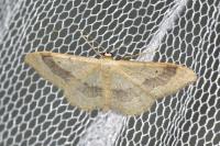 Idaea aversata