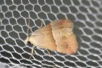 Eublemma parva