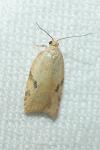 Acleris ferrugana/notana