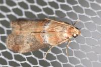 Acrobasis tumidana