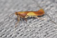 Caloptilia robustella