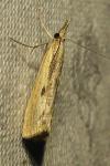 Agriphila inquinatella